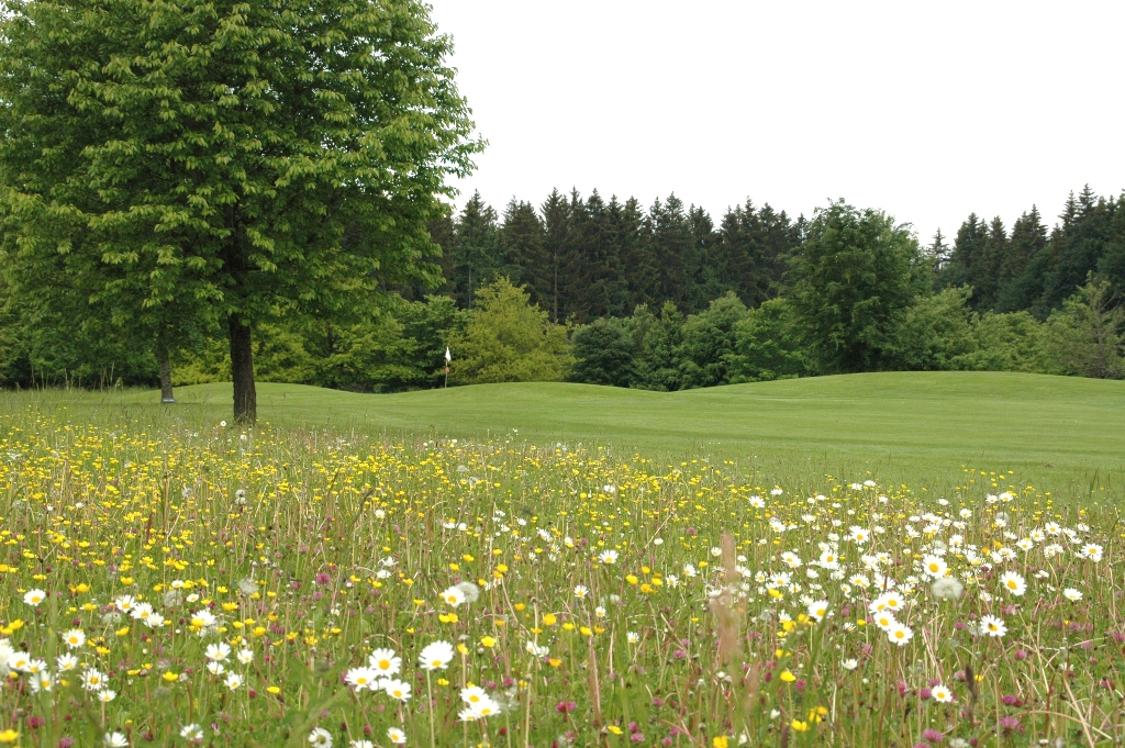 Der GC Starnberg nimmt auch am Umweltprogramm "Golf & Natur" des DGV teil. 