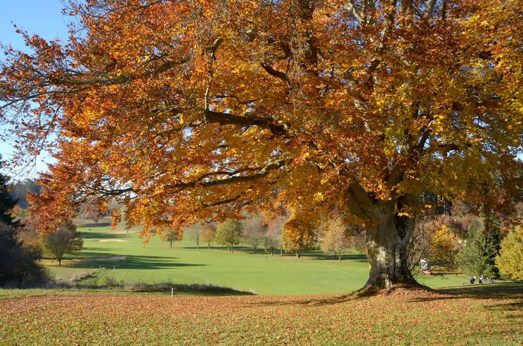 Viele Löcher des Starnberger Golfclubs erhalten durch ihre alten, prächtigen Bäume Charakter und Charme. 